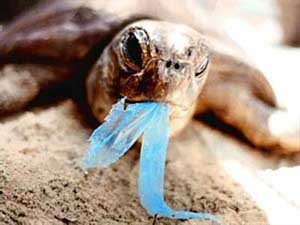 What are bioplastics?