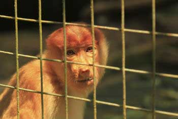 Top 5 environmental crimes