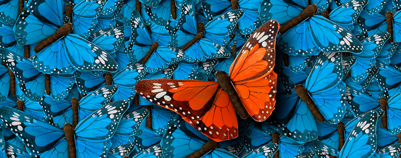 Animals show their creativity to adapt to climate change