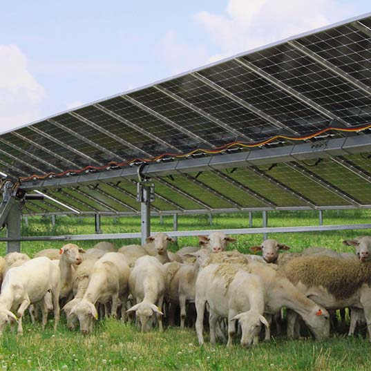 Solar Grazing: A Partnership Between Livestock and Clean Energy